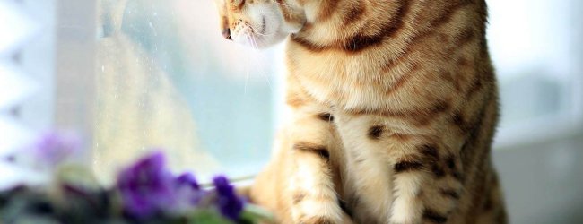 Consejos para dejar a tu gato solo en casa