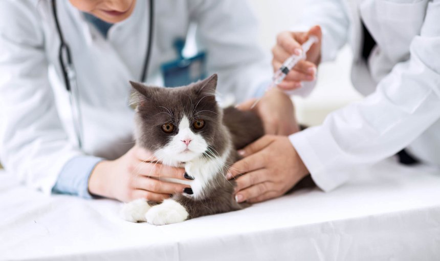 Katt som får microchip hos veterinär