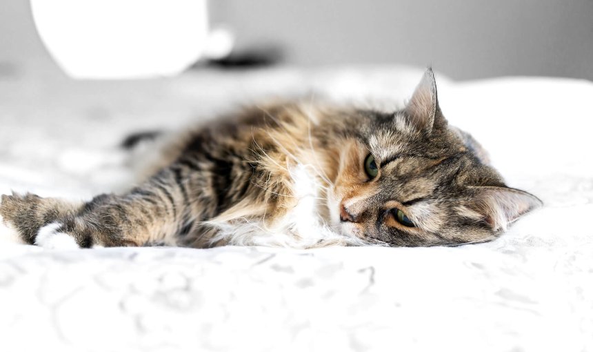 Langhaarige Katze liegt seitlich auf einem Möbelstück