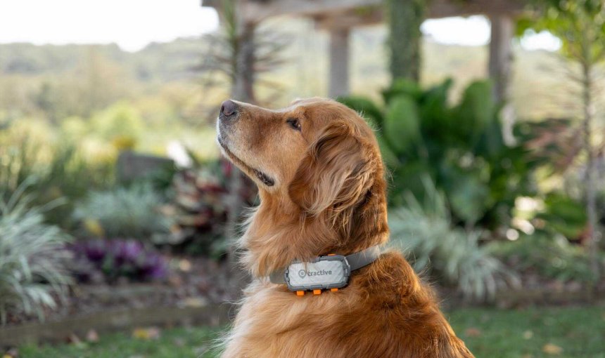 A dog wearing a Tractive GPS tracker