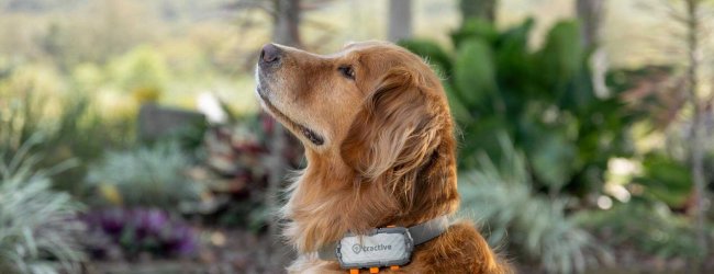 Ein Hund, der einen Tractive GPS-Tracker trägt