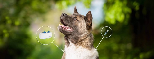 chien brun et blanc en forêt, illustrations d'un GPS Tractive et d'une puce électronique