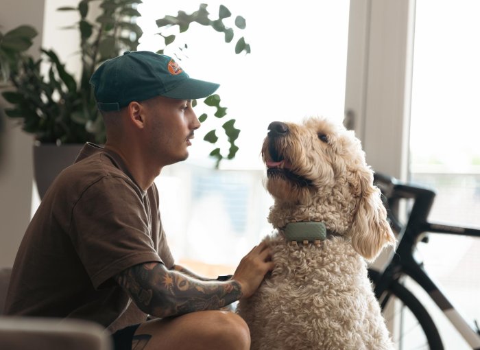 Dog wearing a tracker indoors with its owner