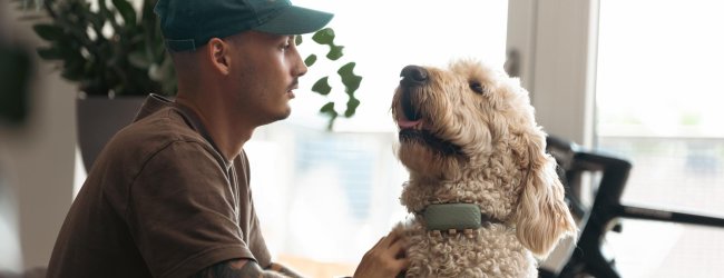 Ein Hund trägt einen Tractive GPS & Health Tracker