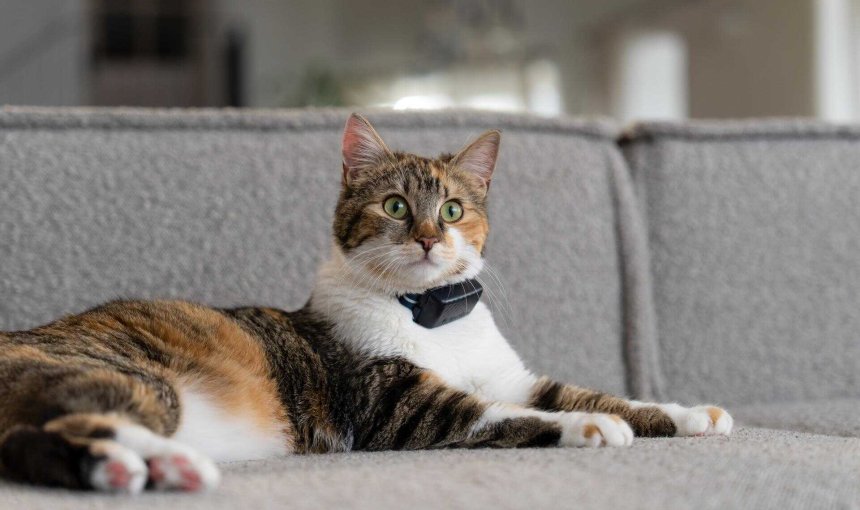 Un gato que lleva un collar de seguridad Rogz ajustable al peso y un dispositivo Tractive