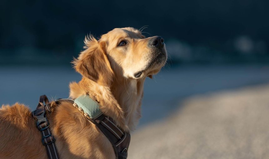 perro llevando un arnés para perros afuera