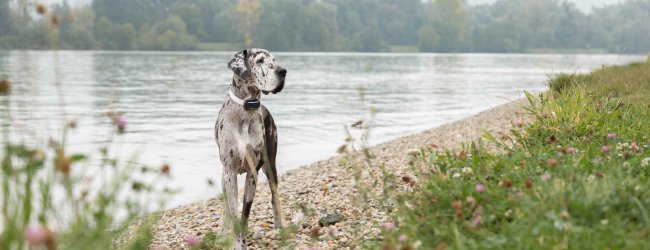 Un perro llevando un rastreador GPS y de salud Tractive