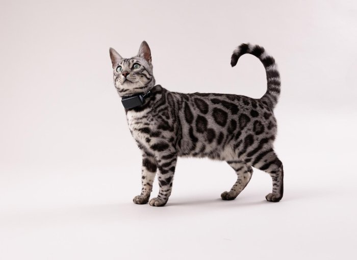 Indice de condition corporelle pour chat - Tractive