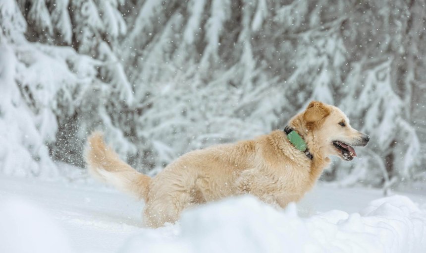 perro con el rastreador GPS y de salud Tractive XL Adventure Edition verde afuera en la nieve