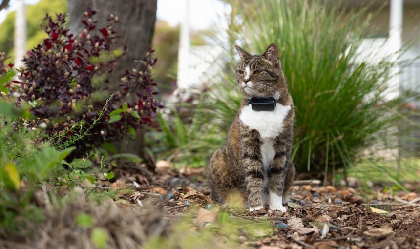 Gatto seduto all'esterno che indossa un localizzatore Tractive nero per gatti