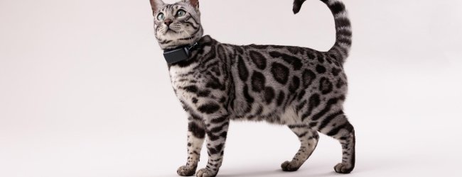 Gato de Bengala llevando un rastreador GPS