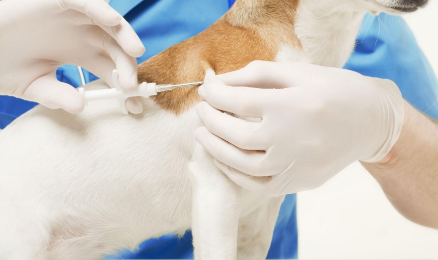 perro recibiendo un microchip