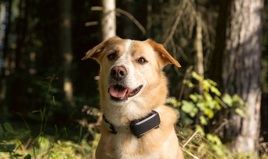 dog wearing tractive smart dog tracker in forest