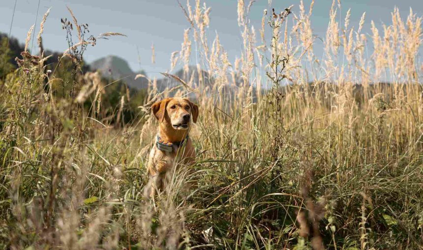 Un perro lleva un rastreador Tractive GPS & Health
