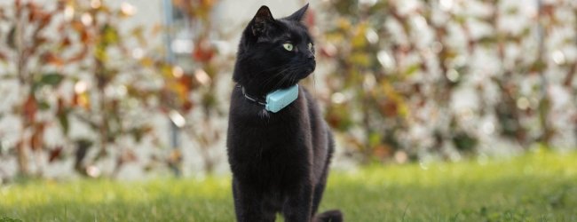 chat noir portant un traceur GPS bleu pour chat, debout dehors sur l’herbe