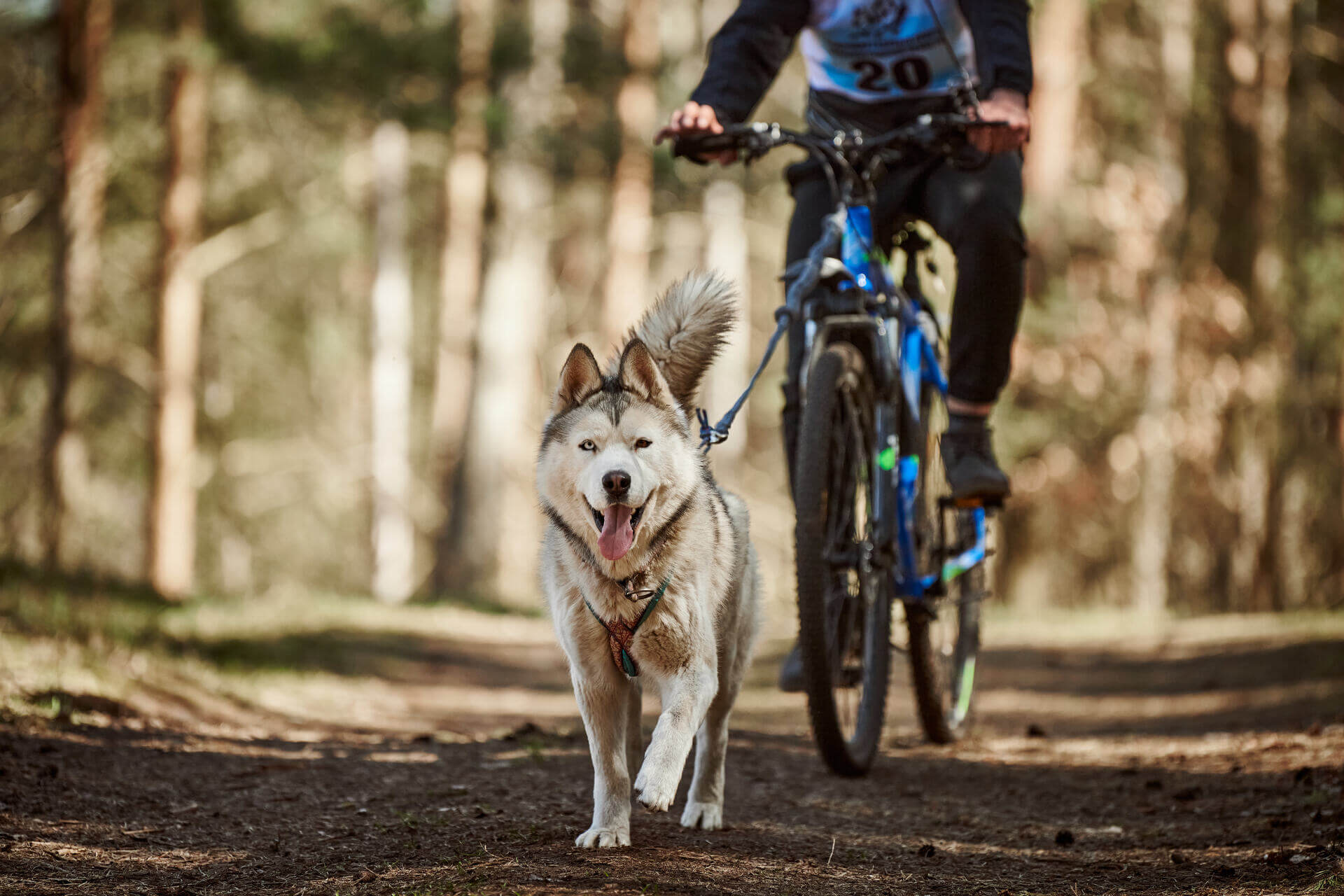 Fahrrad fahren mit Hund: 4 essentielle Tipps | Tractive