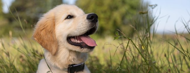 Chiot portant un traceur GPS