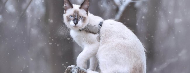 chat à l'extérieur en hiver portant un traceur pour chats