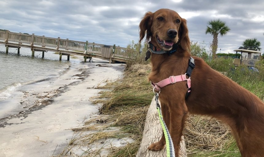 Irish Setter dog standing looking out over the beach