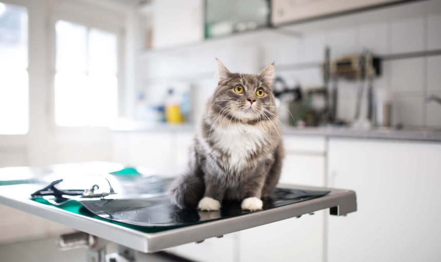 cat sitting on the examination table at a vets office