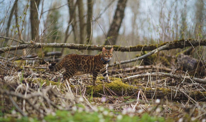 gato bengalí caminando afuera en un bosque