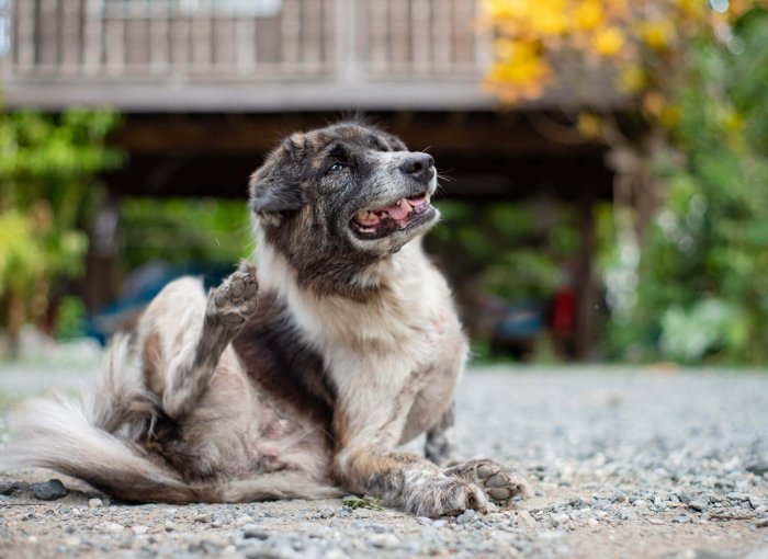 A brown dog scratching itself with its hind leg