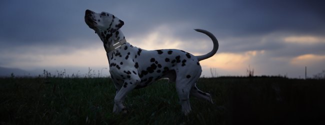 Chien portant un TG6 avec lumières allumées
