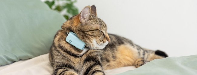 Katt som sover på en säng, med en blå katt-tracker