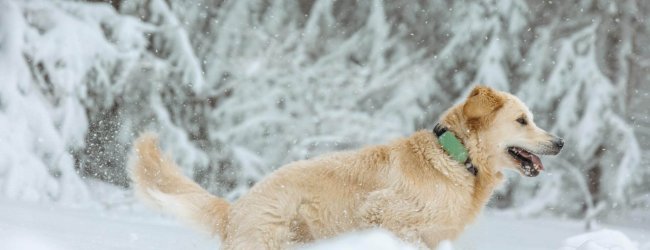 hond met groene Tractive GPS- en gezondheidstracker XL Adventure Edition buiten in de sneeuw