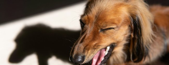 chien brun qui tousse avec son ombre en arrière-plan