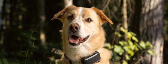 hund med Tractive smart hundspårare i skogen