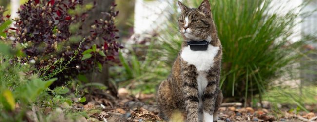 Katt sitter ute med en svart Tractive kattesporer