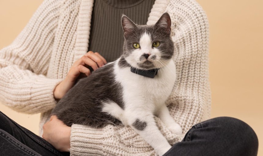 En katt i en kvinnas knä med en GPS-spårare