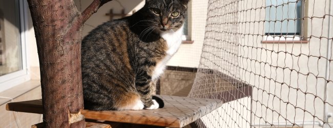 Un chat assis dans un arbre sur un balcon sécurisé par un filet