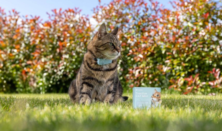 Chat portant un traceur GPS pour chats Tractive bleu à l'extérieur