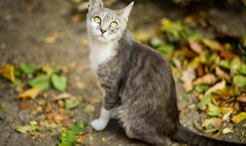 chat gris assis dehors dans les feuilles mortes