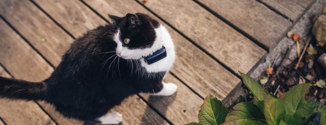 zwart-witte kat met tracker zit buiten op een veranda