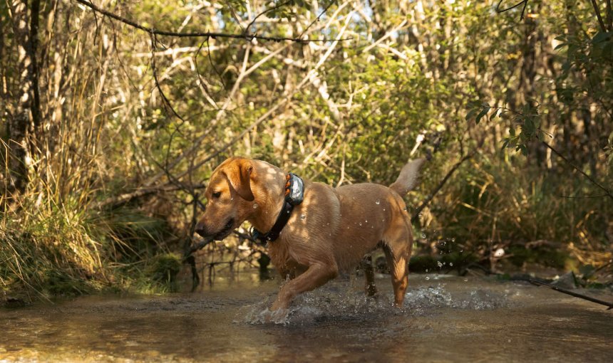 Perro en un lago llevando un rastreador