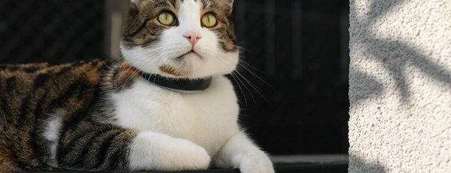 Getigerte Katze mit weißen Fellelementen sitzt mit Tracker am Halsband auf der Veranda und blickt in die Ferne.