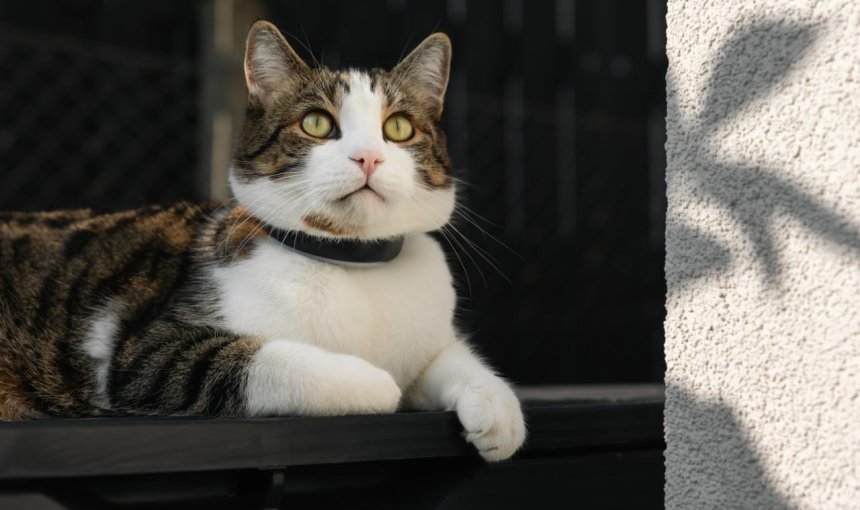 Getigerte Katze mit weißen Fellelementen sitzt mit Tracker am Halsband auf der Veranda und blickt in die Ferne.