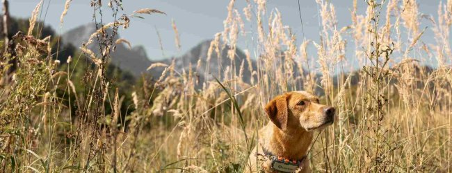 Un cane indossa un localizzatore GPS & Health Tractive