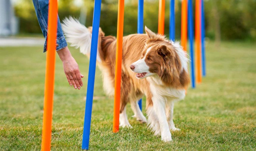 A dog running through a set of poles as part of agility training