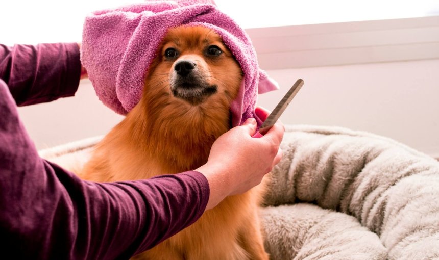 brown pomeranian dog wearing a pink towel