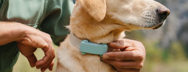 Un perro llevando un rastreador GPS y de salud Tractive