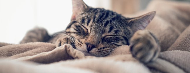 gato durmiendo en una manta