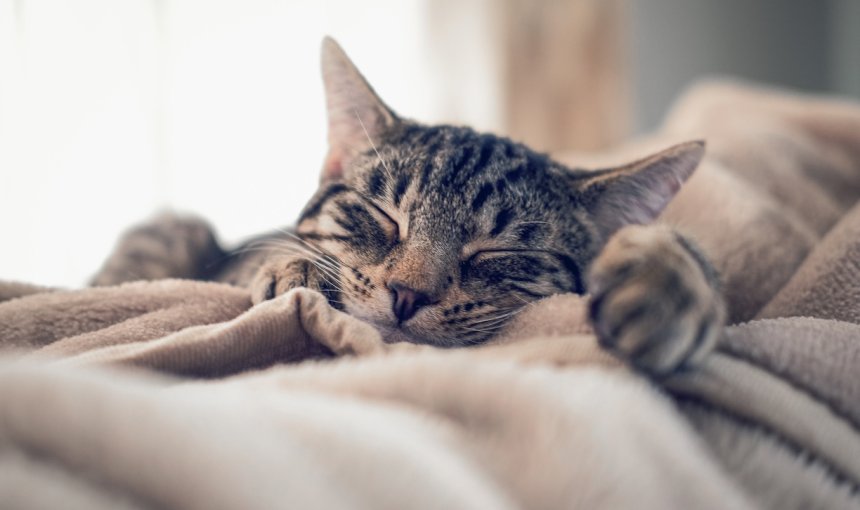 gato durmiendo en una manta