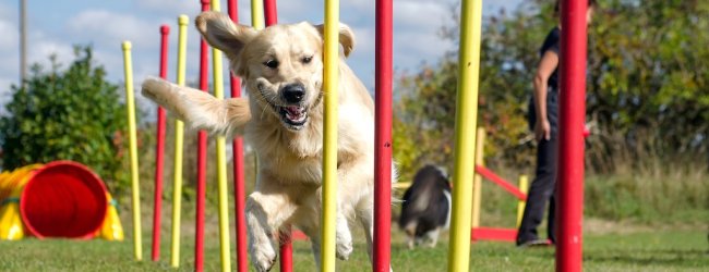 Hund beim Slalomlaufen auf einer Wiese für Hunde Agility