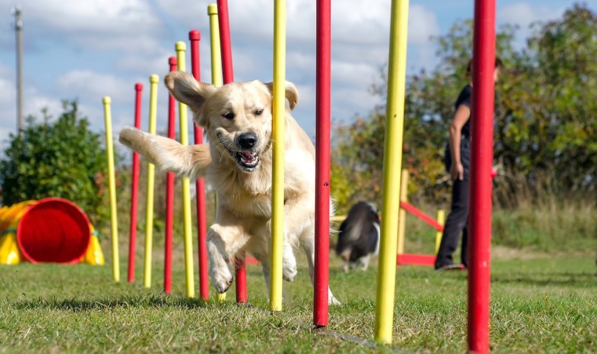 Hund beim Slalomlaufen auf einer Wiese für Hunde Agility
