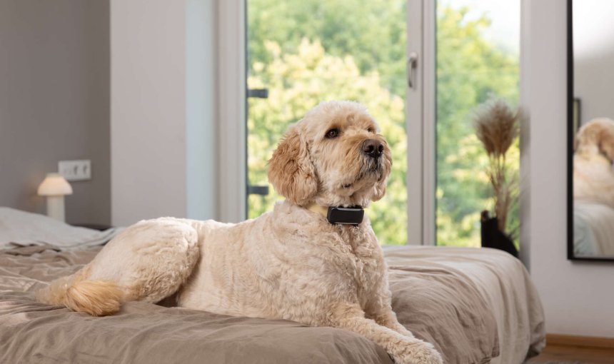 Een hond die een Tractive GPS & Gezondheidstracker draagt