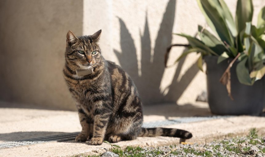 Gato en una alfombra